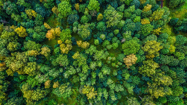 Ein Foto aus der Vogelperspektive von einer forstwirtschaftlichen Waldfläche.